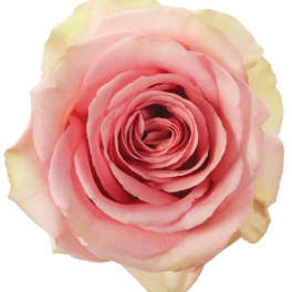 Close-up of a pink rose with pale cream edges