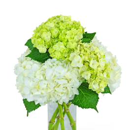 White and lime hydrangeas in a clear glass vase