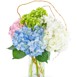 Hydrangea arrangement in blue, pink, white, and green in a glass vase