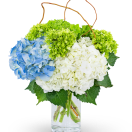 Hydrangea Perfection