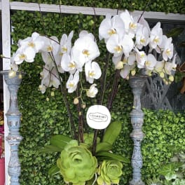 Gorgeous Orchid