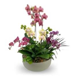 Spectacular Orchids
