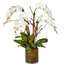 White orchid arrangement in a glass vase