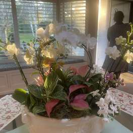 Spring Orchid Planter