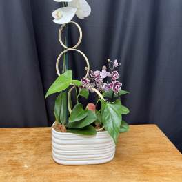 Modern Orchid Harmony