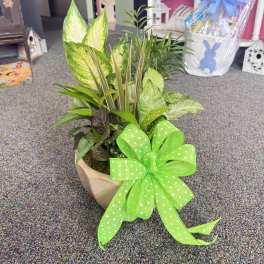 Medium Dish Garden