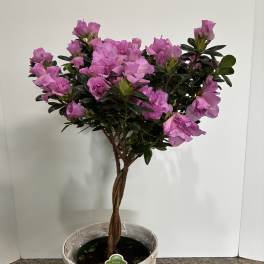Lavender Azalea Plant
