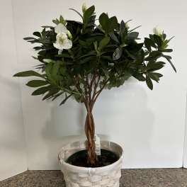 White Azalea Plant