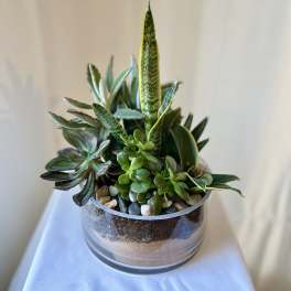 Succulent arrangement in a clear glass bowl with pebbles