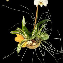 White orchid arrangement in a small basket with variegated foliage
