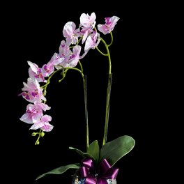 Pink orchid plant in a mirrored pot with a purple ribbon