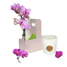 Orchid Light - BUNDLE