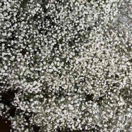 Dense cluster of tiny white flowers on branching stems