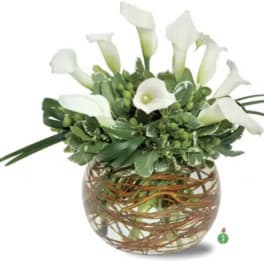 Calla Royale