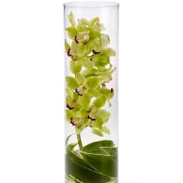 Green orchid stem in a tall clear glass vase