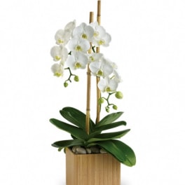 White orchid plant in a wooden cube planter with bamboo stakes