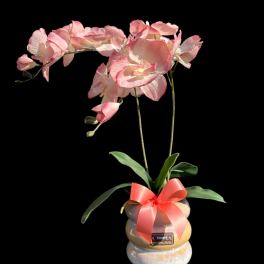 Pink orchid arrangement in a ceramic pot with a ribbon