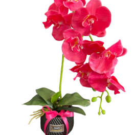 Pink orchid plant in a black pot with a ribbon