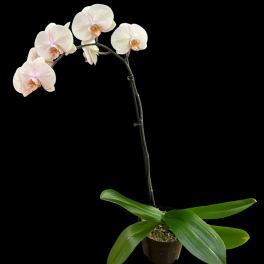 Potted white orchid with several blooms and broad green leaves