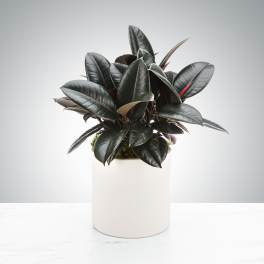 Rubber Plant