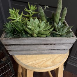 Succulent Cactus Garden