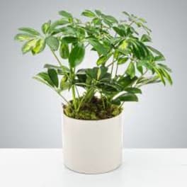 Umbrella Plant