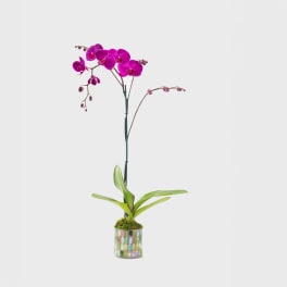 Single Orchid