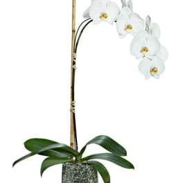 Tall white phalaenopsis orchid plant in a glass vase with pebbles and a bamboo stake