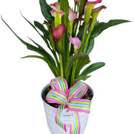 Potted calla lily arrangement with pink blooms and a striped ribbon bow