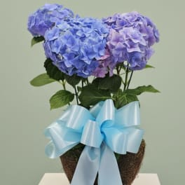 Blooming Blue Hydrangea Plant
