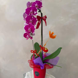 Purple orchid arrangement in a red pot with ribbon accents