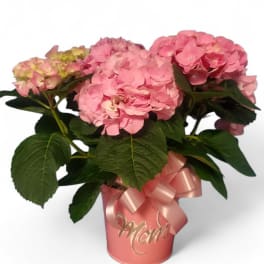Hydrangea