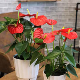 Two potted anthurium plants with red blooms on a table