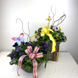 Pansy Bowl