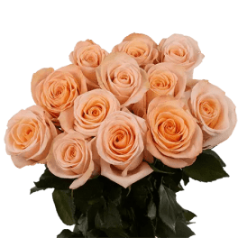 Peach roses arranged in a bouquet with dark green foliage