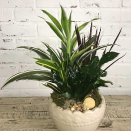 Mixed potted foliage arrangement in a white ceramic planter with shells and stones