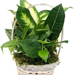 Basket of assorted green houseplants with large variegated leaves