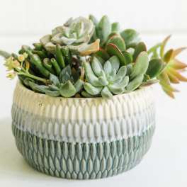 Succulent