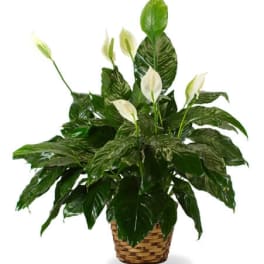 White peace lilies in a woven basket planter