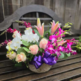 Orchid Garden