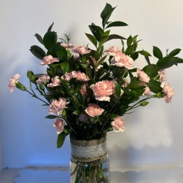 pink baby carnation