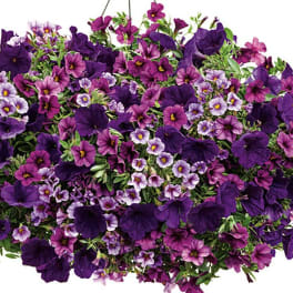 Dense bouquet of purple and lavender flowers with small green foliage