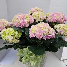 Potted Hydrangea
