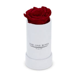 Single red rose in a white cylindrical box
