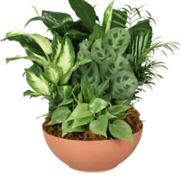 Mixed green houseplants in a shallow terracotta bowl