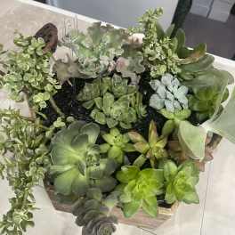 Succulent arrangement in a wooden planter with trailing rosettes