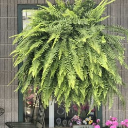 Hanging Fern Basket