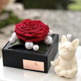 Red rose in a black gift box with pearl accents and a small dog figurine