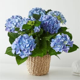 Blue hydrangea plant in a woven basket planter