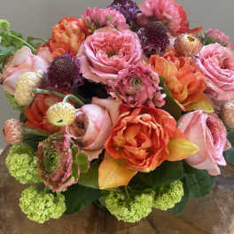 Shades of Coral